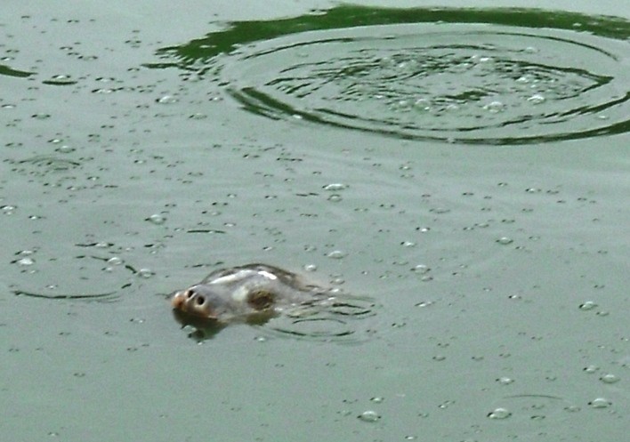 Hiến kế bắt rùa tai đỏ ở Hồ Gươm