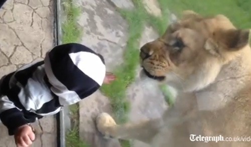Cậu bé 5 tuổi vô tư chơi trước chú sư tử đói