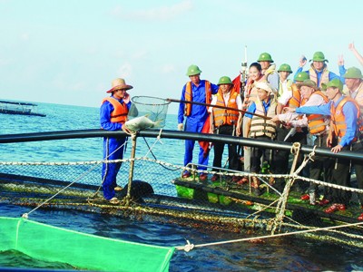 Lồng cá nuôi thử nghiệm ở lòng hồ đảo Đá Tây