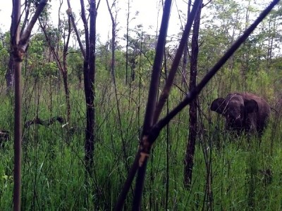 Tiêu hủy xác voi chết ở Vườn quốc gia Yok Đôn
