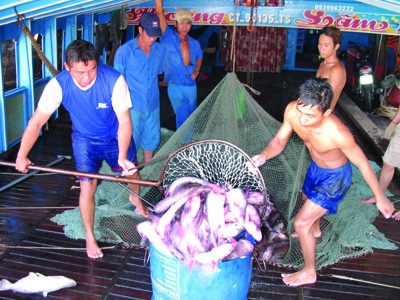 Việc WWF đưa cá tra vào danh mục đỏ gây khó cho người nuôi cá Việt Nam. Ảnh: Sáu Nghệ