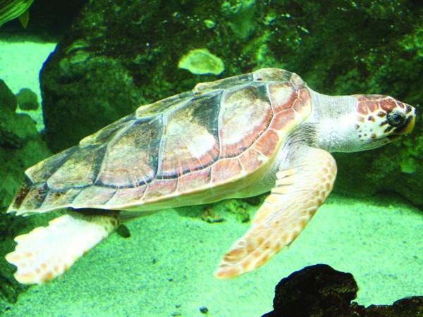 Rùa biển là chỉ thị sinh học về mức độ trong sạch của biển