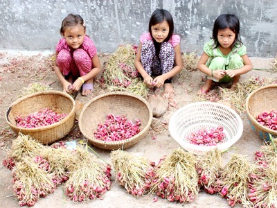 Vàng ở đảo giấu vàng