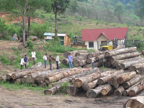 Khai thác gỗ ở Cty TNHH Nhà nước MTV Lâm nghiệp Đăk Tô (Kon Tum) .Ảnh: Văn Chung
