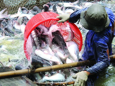 WWF muốn ngành nuôi cá tra Việt Nam dùng tiêu chuẩn ASC. Ảnh: Duy Khương