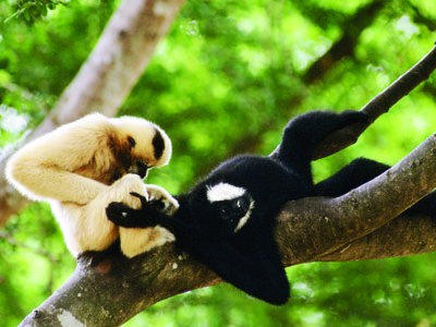 Phát hiện loài vượn đen má trắng ở vườn Quốc gia Pù Mát