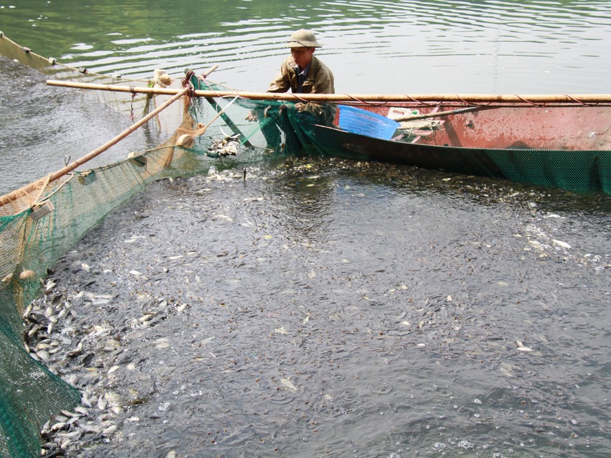 Xem kéo lưới, bắt cá ở hồ Hà Nội