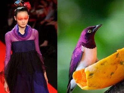 Thời trang lấy cảm hứng từ những chú chim