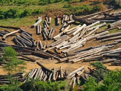 Đức giúp bảo tồn một khu rừng giữa Việt Nam và Lào