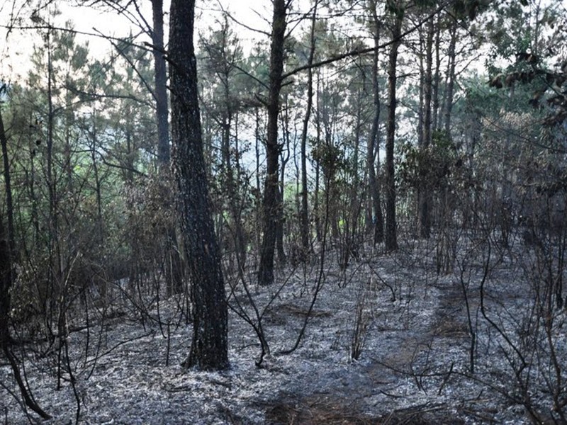 Cháy rừng đặc dụng cảnh quan