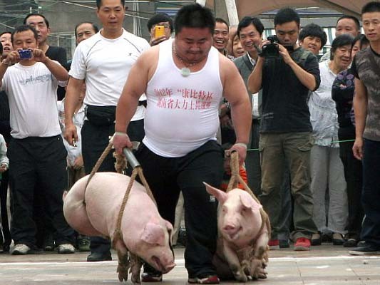 Thi xách lợn chỉ có ở Trung Quốc