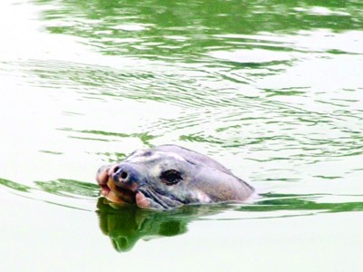 “Hãy để Hồ Gươm là nơi lưu trú cuối cùng cho cụ rùa”, Tim McCormack