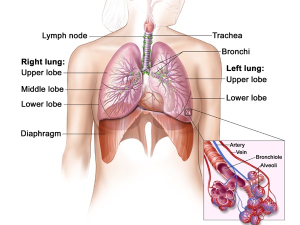 Bước đột phá trong điều trị ung thư phổi