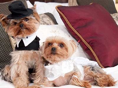 Chi hơn 32 nghìn USD tổ chức đám cưới cho... chó