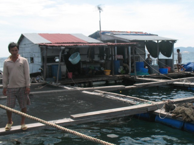 Lồng bè nuôi cá mú của người Trung Quốc trong vịnh Cam Ranh - Ảnh: Tạ Thành