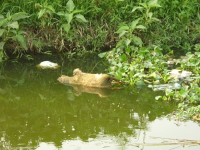 Sông Côn Mộc ô nhiễm nặng