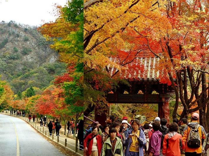 Đắm mình vào thiên sắc của mùa thu xứ Hàn