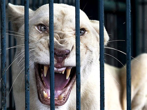 Tìm thấy 14 hổ trắng trong nhà riêng ở Thái Lan