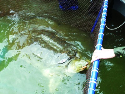 Theo Tập đoàn KAT, Hồ Gươm còn một cá thể rùa nữa chưa bị bắt Ảnh: Gia Bảo