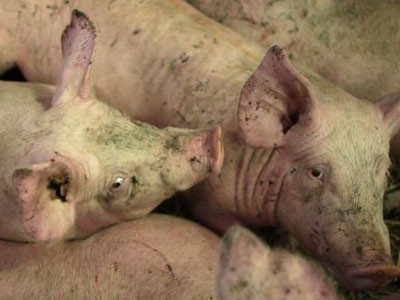 Phát hiện lợn lở mồm long móng bán ra thị trường