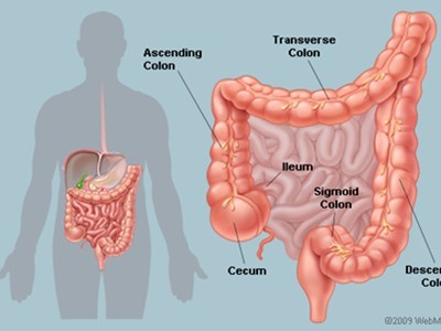 Vi khuẩn đường ruột ‘tiết lộ’ nguy cơ mắc bệnh tiểu đường