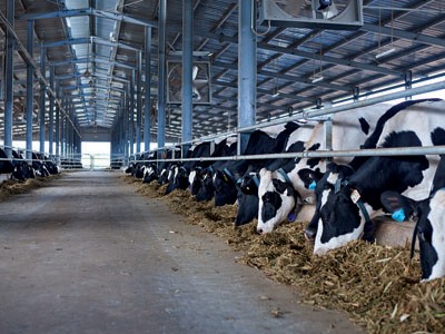 8 tháng đầu năm 2013: Vinamilk xuất khẩu gần 136 triệu USD các sản phẩm sữa