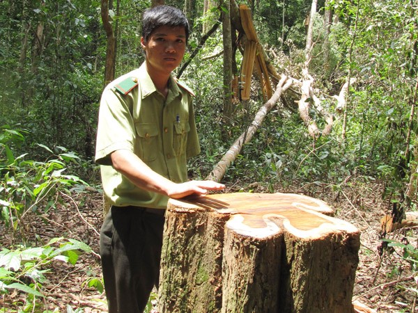 Hàng trăm hécta rừng đặc dụng Đăk Uy biến mất