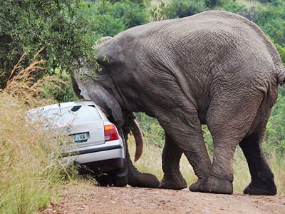 Đi du lịch, bị voi năm tấn húc đổ ôtô