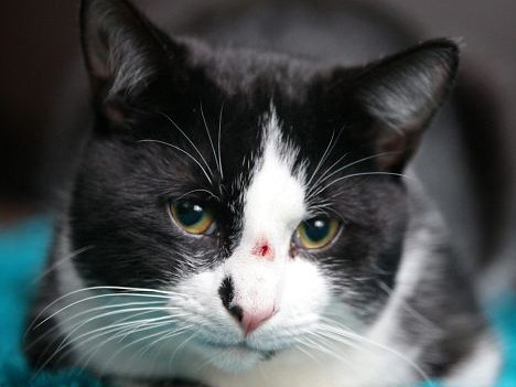 Chú mèo bị bắn vào trán mà vẫn sống sót