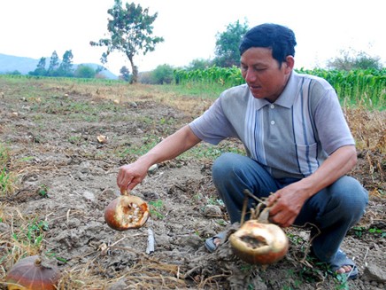 Nông dân 'gặp họa' vì trồng bí Trung Quốc