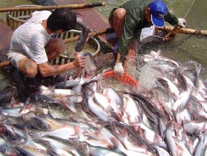 Nuôi trồng thủy sản tại Hà Nội: Chưa có cán bộ chuyên trách
