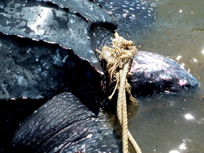 Rùa da quý hiếm dạt vào bờ biển miền Trung ngày 1-5 Ảnh: Dân Trí