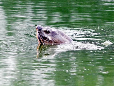 Cụ rùa lại ngoi lên mặt nước
