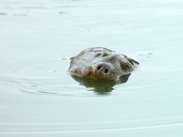 'Cụ' rùa ngoi lên mặt nước khoảng gần 3 giờ đồng hồ.