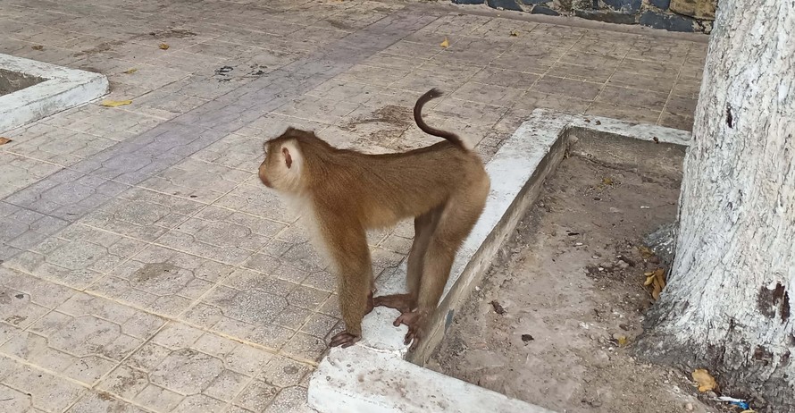 Khỉ ở nội ô Tòa Thánh Tây Ninh. Ảnh: Tân Châu