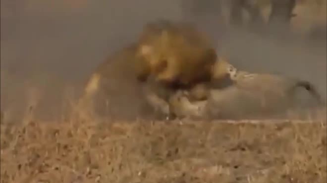 VIDEO: Báo săn 'lạc đường' vào lãnh địa sư tử và cái kết thảm