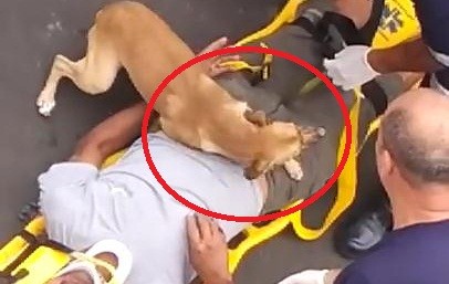 Clip: Chó cưng che chắn bảo vệ chủ khỏi nhân viên cứu thương
