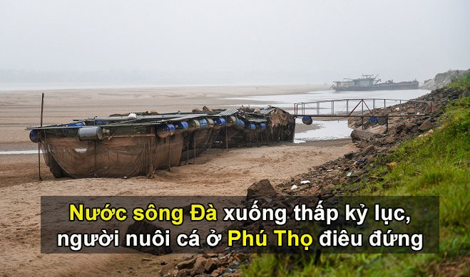 Nước sông Đà thấp kỷ lục, người nuôi cá ở Phú Thọ điêu đứng