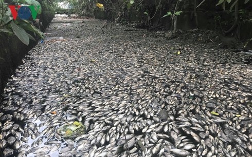Cá chết hàng loạt trên dòng kênh ngay giữa lòng thành phố Vinh