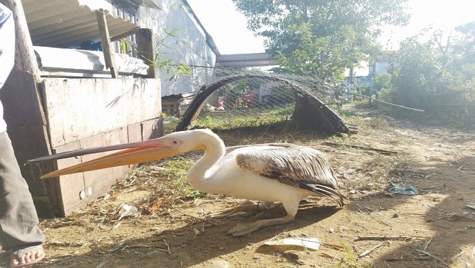 Thừa Thiên Huế: Bắt được chim lạ đổi màu theo mùa