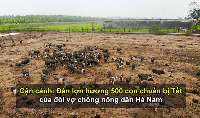 Đàn lợn hương 500 con chuẩn bị Tết của đôi vợ chồng nông dân Hà Nam