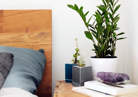 8 loại cây cảnh nên đặt trong phòng ngủ