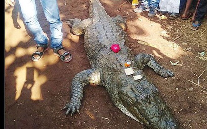 Cả làng bỏ ăn, khóc thương cá sấu 130 tuổi chết già
