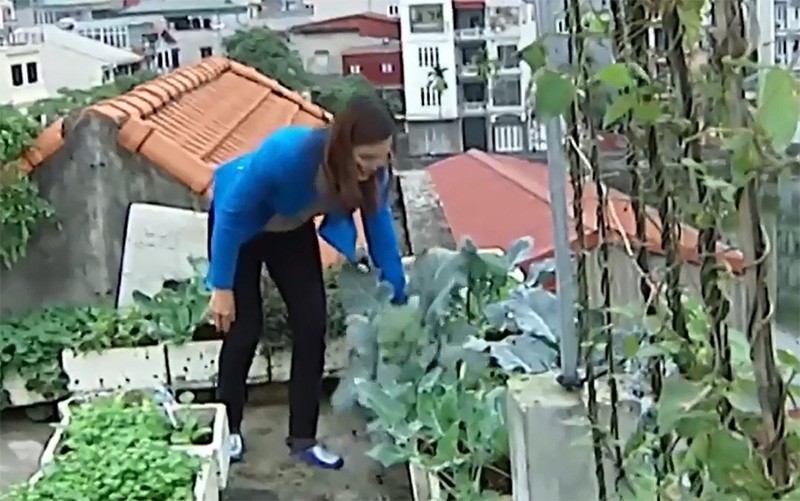 Cận cảnh “nông dân” thủ đô trồng rau sạch từ rác