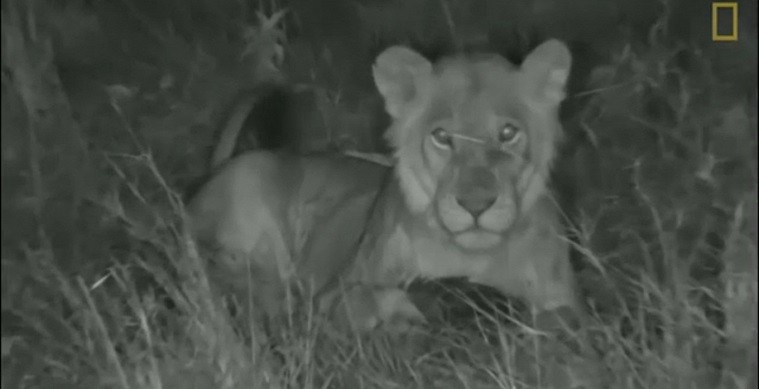 Video: Bị sư tử tấn công, tê tê cuộn tròn nằm im khiến kẻ thù bất lực