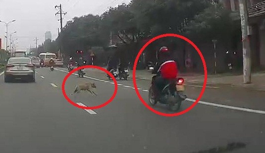 Clip: Chó thả rông lao sang đường khiến người đi xe máy ngã thảm khốc