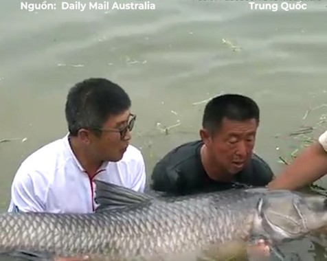 Cận cảnh thợ câu vật lộn với cá chép khủng 75kg