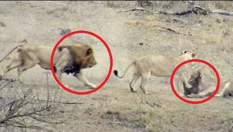 Clip: Sư tử đực tham ăn phá hỏng cuộc săn lợn bướu của cả đàn