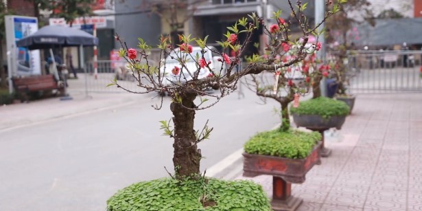 Video: Đào cổ, đào thế, bonsai Nhật Tân 'tỉ thí' tại hội thi hoa đào