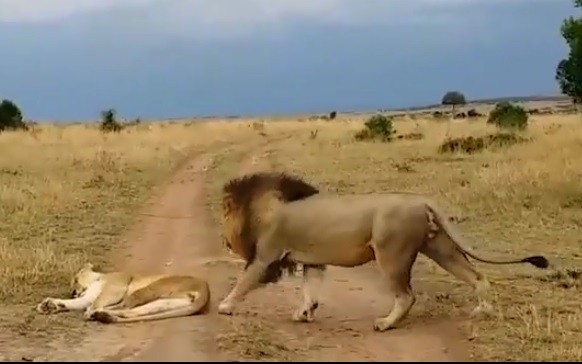 Video: Sư tử cái nổi đóa vì bất ngờ bị sư tử đực ngoạm vào hông